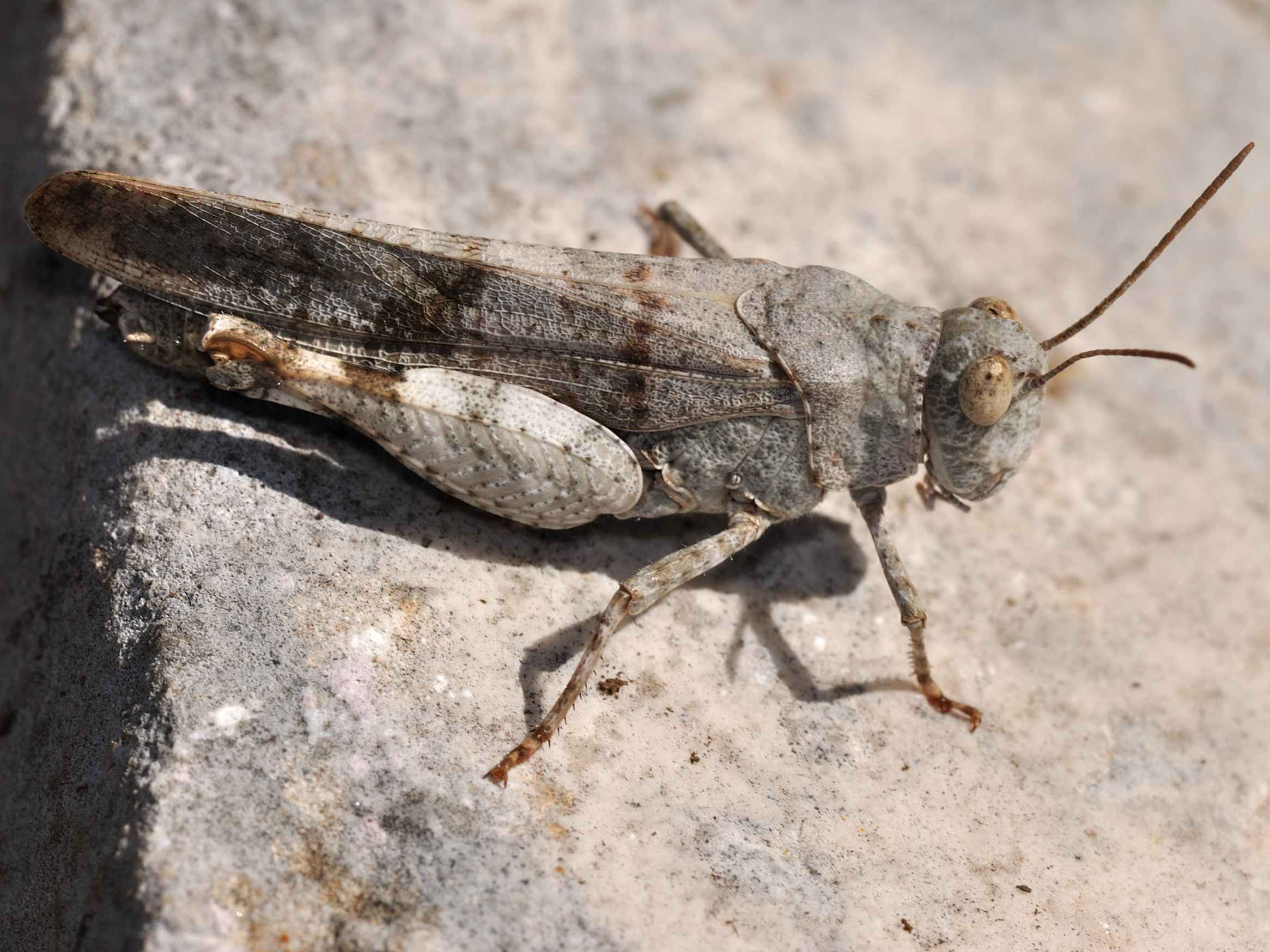 Orthoptera mutilato :(  - Oedipoda sp.?